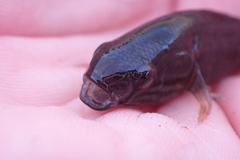 Dormitator latifrons