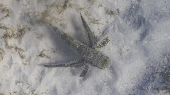 Dactylopterus volitans