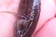 Dormitator latifrons