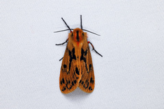 Ardices curvata