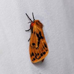 Ardices curvata