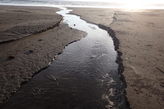 Dormitator latifrons