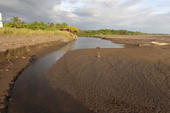 Dormitator latifrons