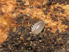 Leptotrichus