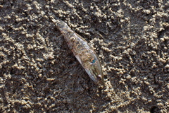 Dormitator latifrons