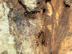 Dolichoderus diversus