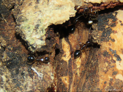 Dolichoderus diversus