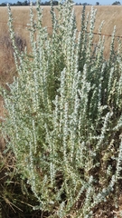 Sclerolaena birchii