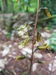 Gastrodia molloyi
