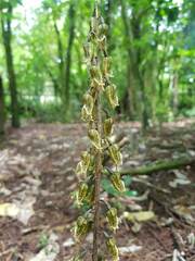 Gastrodia molloyi