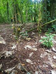 Gastrodia molloyi