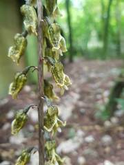 Gastrodia molloyi