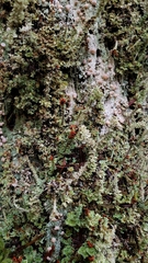 Cladonia bellidiflora
