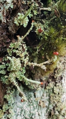 Cladonia bellidiflora