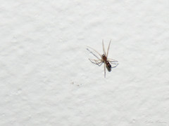 Coleosoma acutiventer