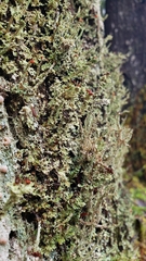 Cladonia bellidiflora