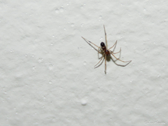 Coleosoma acutiventer