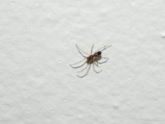 Coleosoma acutiventer
