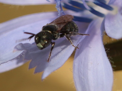 Ceratina cucurbitina