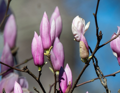 Magnolia liliiflora