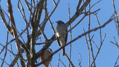 Spizella passerina
