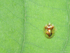 Charidotella
