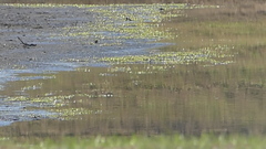 Podilymbus podiceps