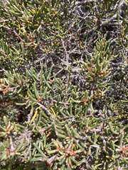 Hakea lissosperma