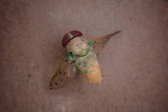 Chlorotabanus mexicanus