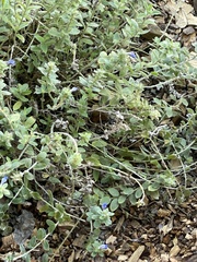 Evolvulus glomeratus