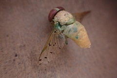 Chlorotabanus mexicanus