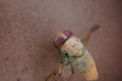 Chlorotabanus mexicanus