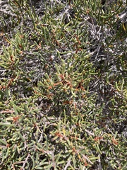 Hakea lissosperma