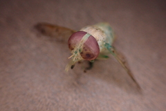 Chlorotabanus mexicanus