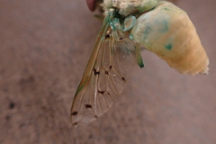 Chlorotabanus mexicanus