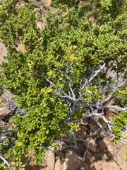 Alyxia buxifolia