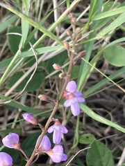 Desmodium incanum