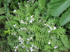 Polemonium pulcherrimum