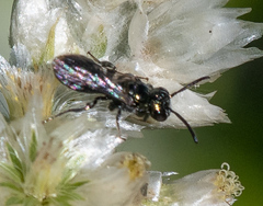 Ceratina acantha