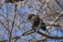 Euphagus