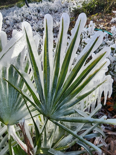 Serenoa repens