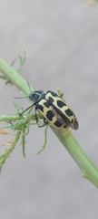 Astylus atromaculatus
