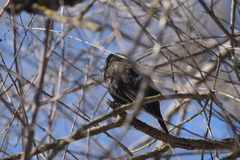Euphagus