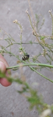Astylus atromaculatus
