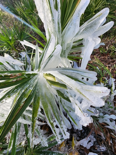 Serenoa repens