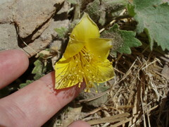Eucnide bartonioides