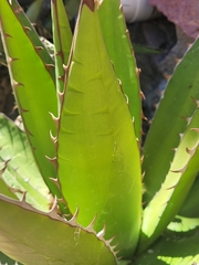 Agave convallis