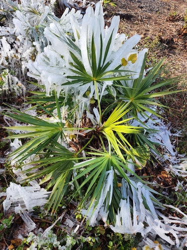 Serenoa repens