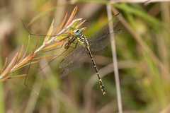 Austrogomphus ochraceus