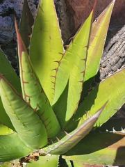 Agave convallis